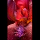 erotic flower