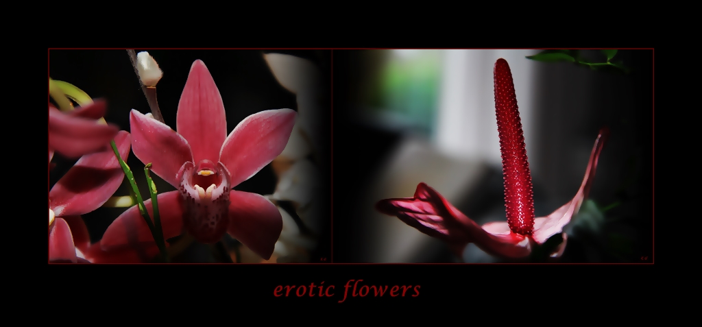 erotic flowers