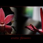 erotic flowers