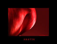 Erotic Flowers