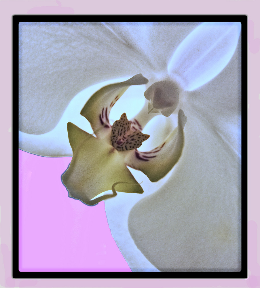 Erotic Orchid