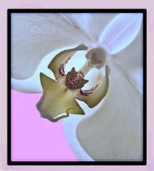 Erotic Orchid
