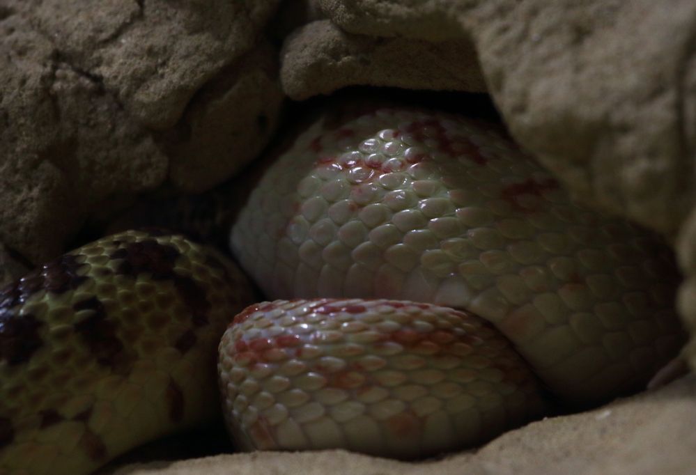 erotic snakes