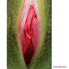 eroticflowers