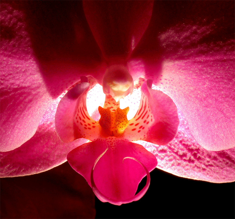 Erotik der Orchidee