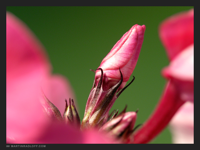 Erotik einer Blüte