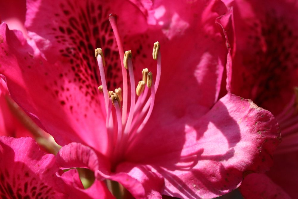 Erotik im Rhododendron
