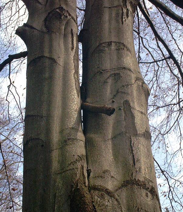 Erotik in der Natur - FRÜHLINGSERWACHEN