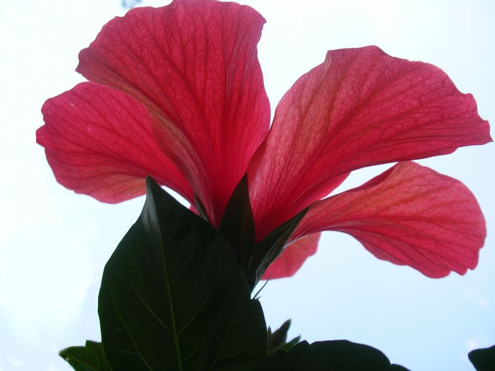 erotische Hibiskus