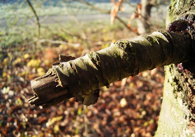 Erotischer Baum