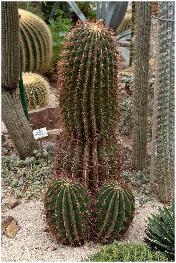 "Erotischer Kaktus"