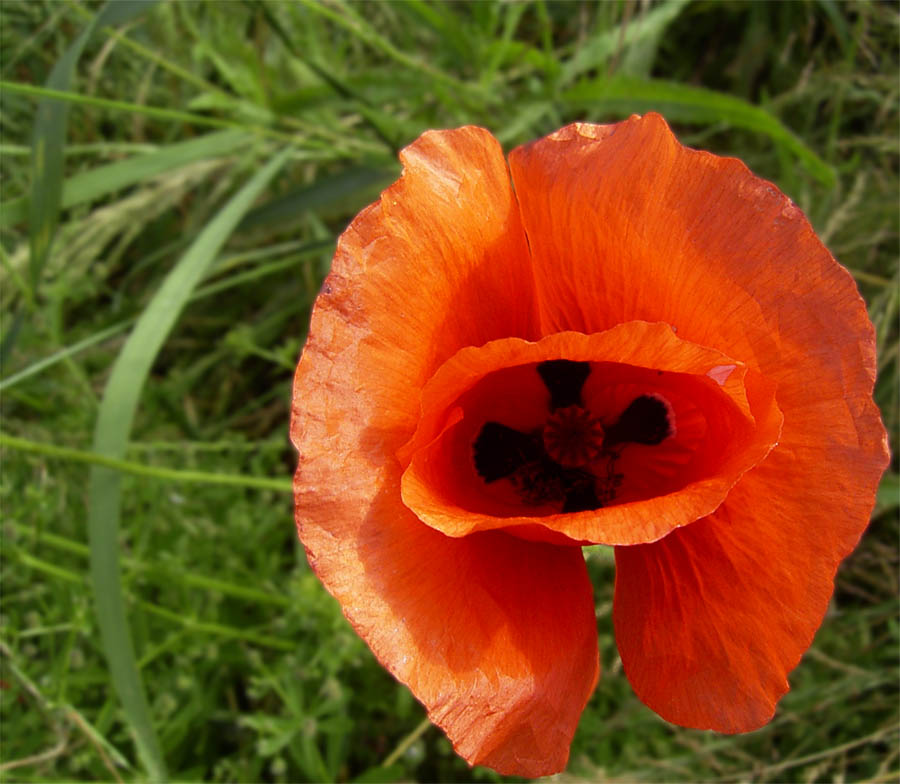 Erotischer Mohn von Manuel Peter