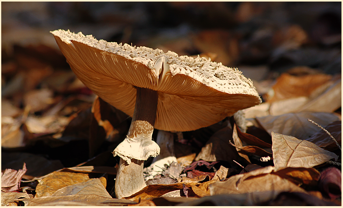 erotischer Pilz  :-)