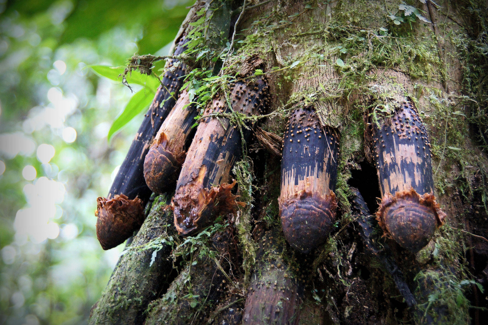 erotisches Naturwunder