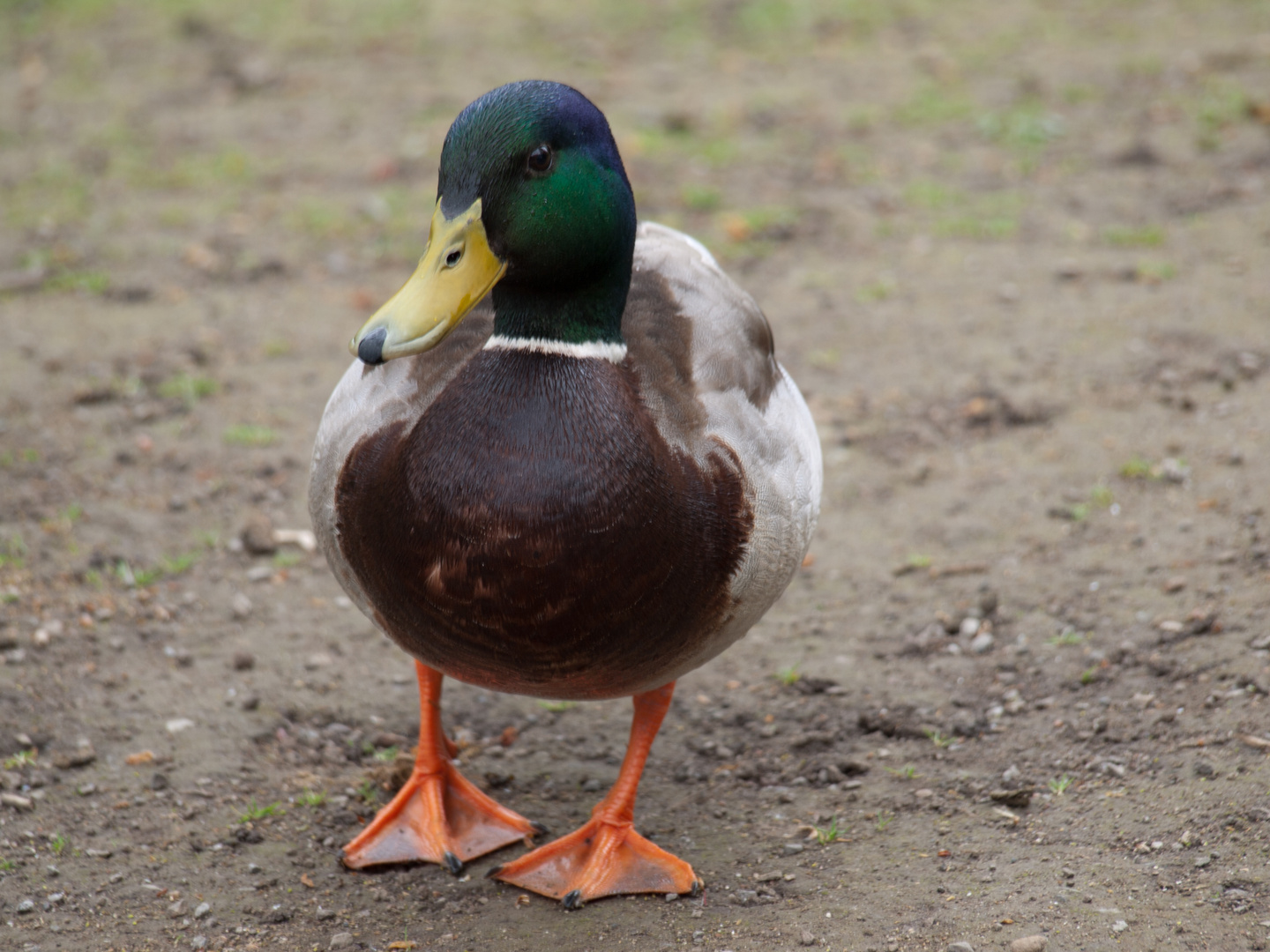Erpel Foto Bild Tiere Wildlife Wild Lebende V gel Bilder Auf Erpel Foto Bild Tiere Wildlife Wild Lebende V gel Bilder Auf