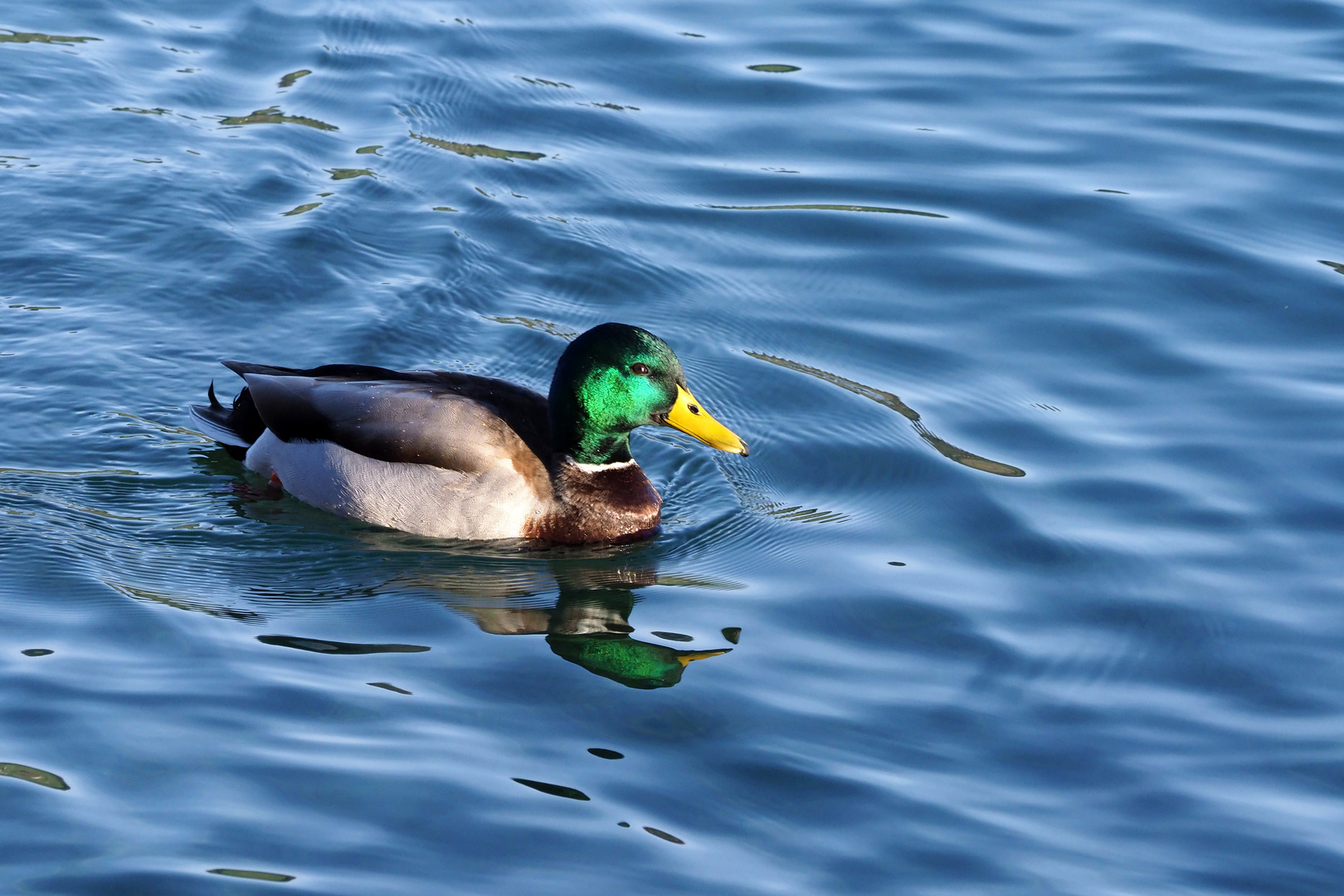 ERPEL Foto Bild Projekte Dienstag Ist Spiegeltag Tiere Bilder Auf ERPEL Foto Bild Projekte Dienstag Ist Spiegeltag Tiere Bilder Auf