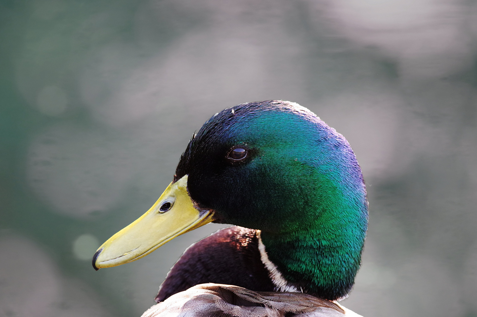 Erpel Foto Bild Tiere Wildlife Wild Lebende V gel Bilder Auf Erpel Foto Bild Tiere Wildlife Wild Lebende V gel Bilder Auf