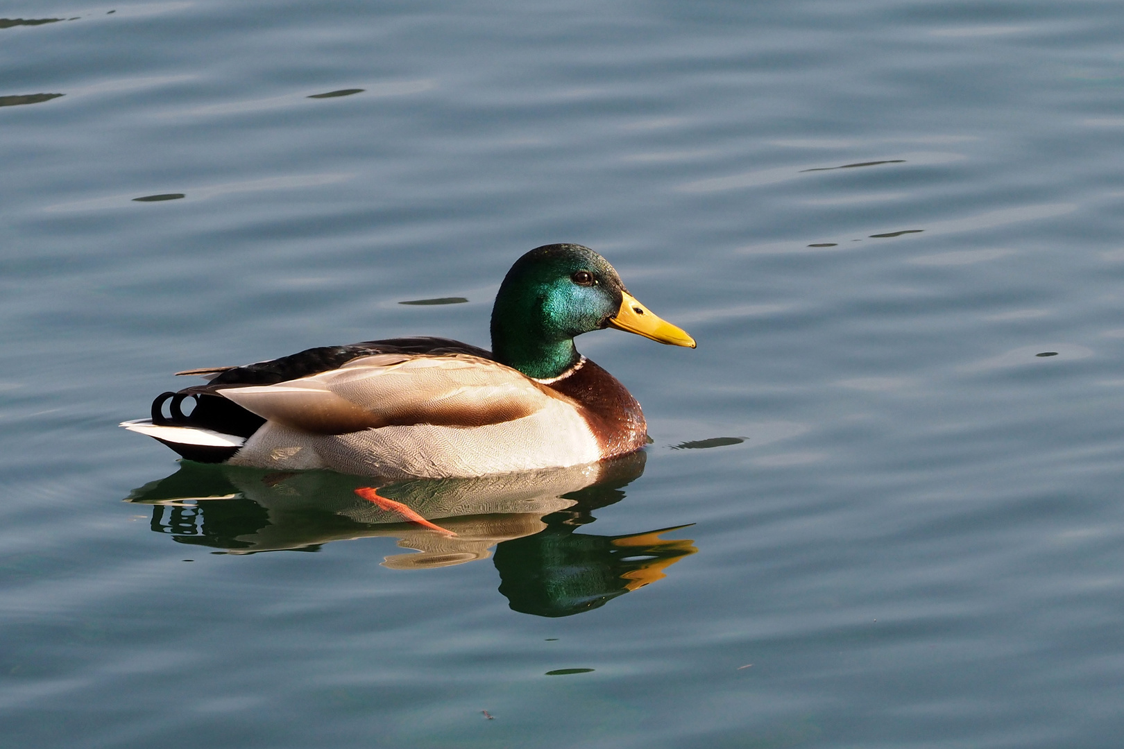 erpel Foto Bild Tiere erpel Natur Bilder Auf Fotocommunity erpel Foto Bild Tiere erpel Natur Bilder Auf Fotocommunity