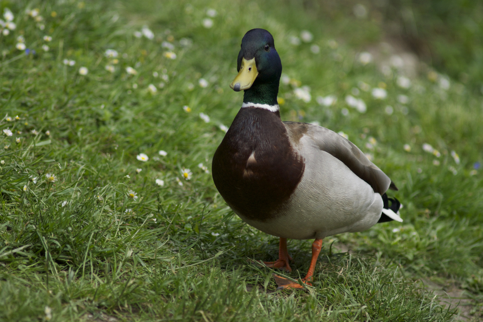 Erpel Foto Bild Tiere Wildlife Wildlife Luder Erpel Foto Bild Tiere Wildlife Wildlife Luder
