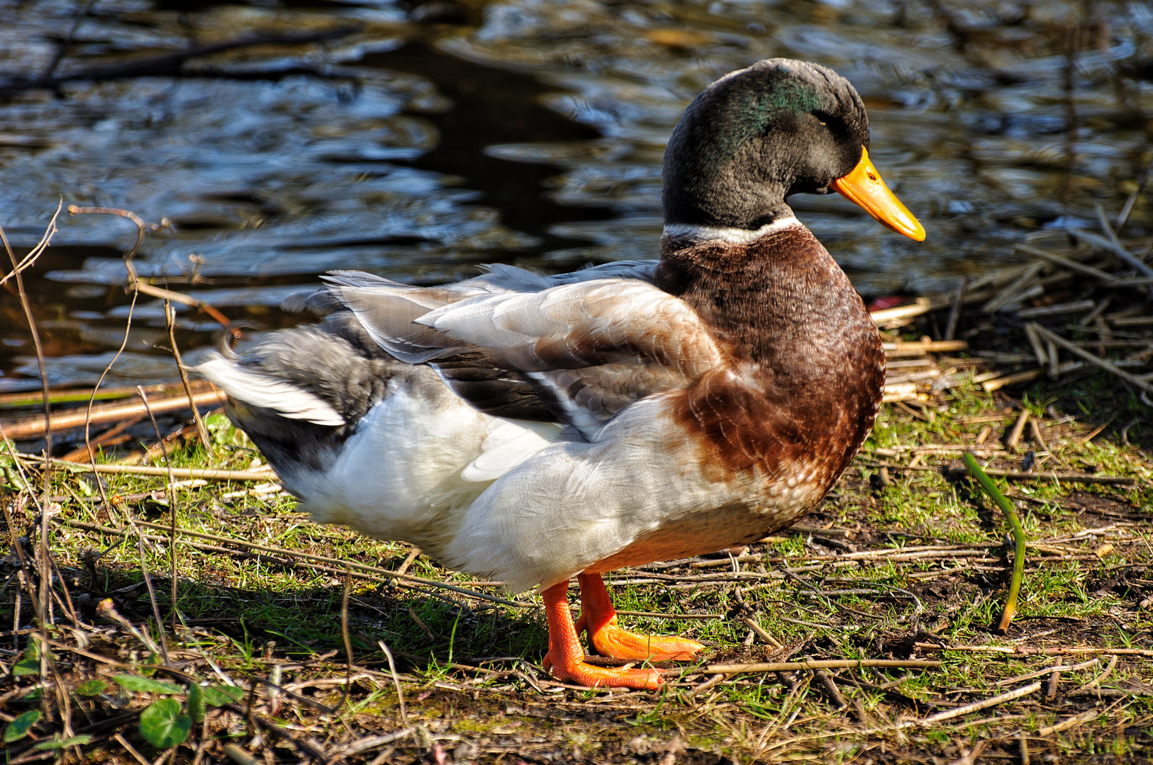 Erpel am Laacher See