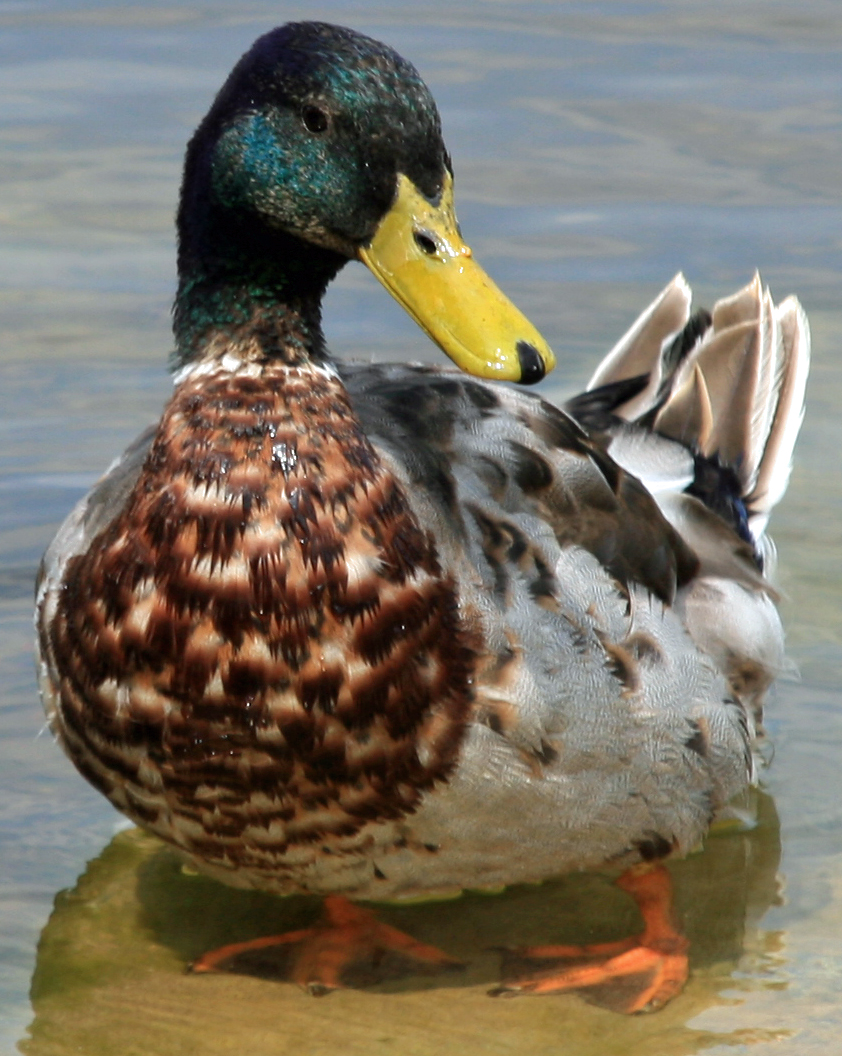 Erpel am Staffelsee