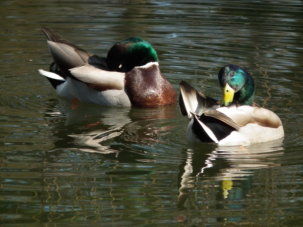 Erpel am Teich