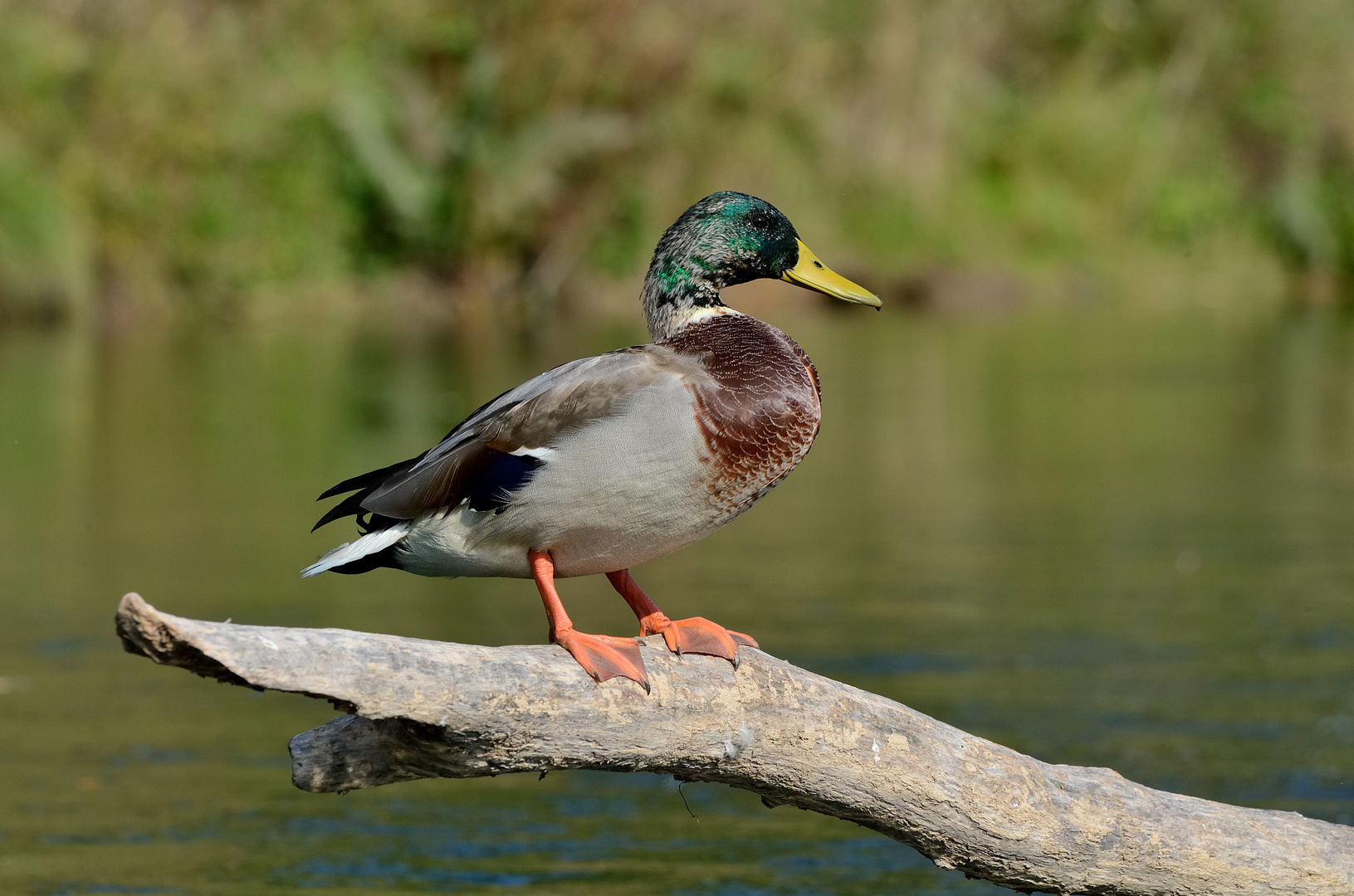 Erpel an der Altmühl