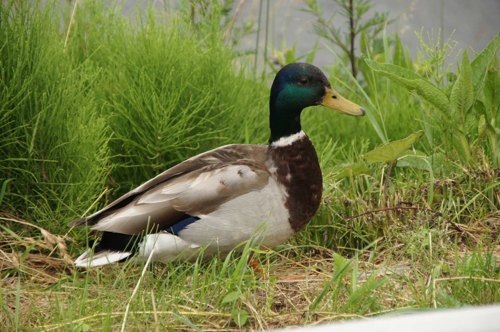 Erpel an der Elbe