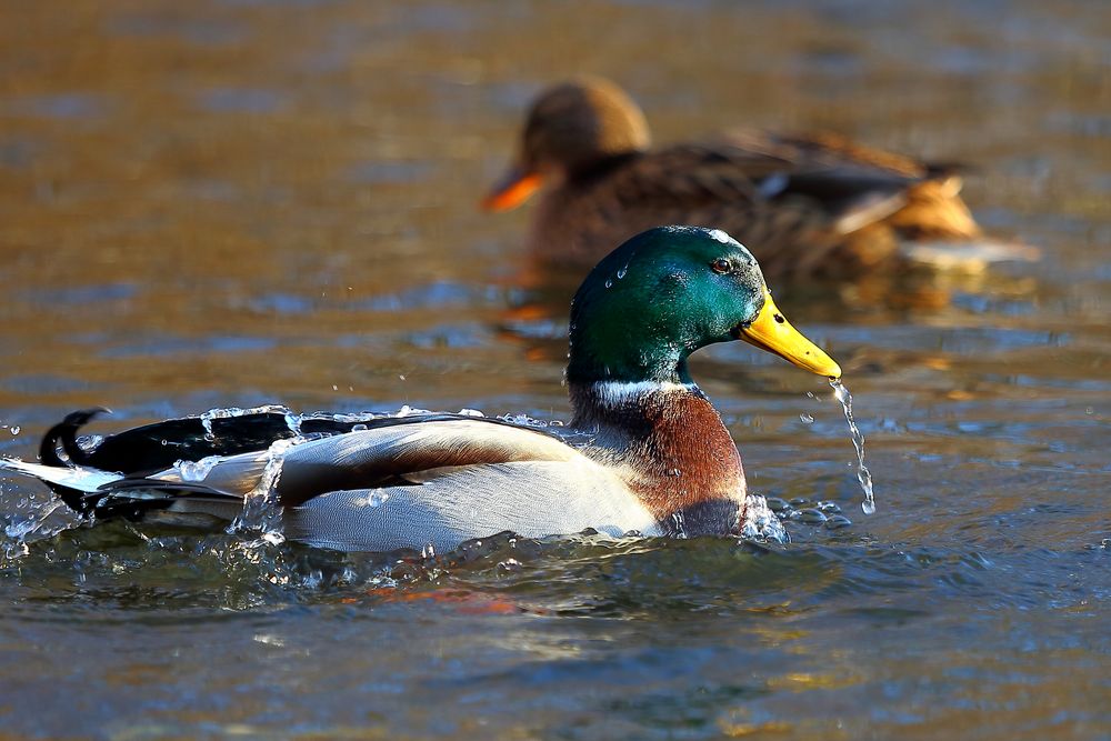 Erpel auf dem Bruchsee (I)