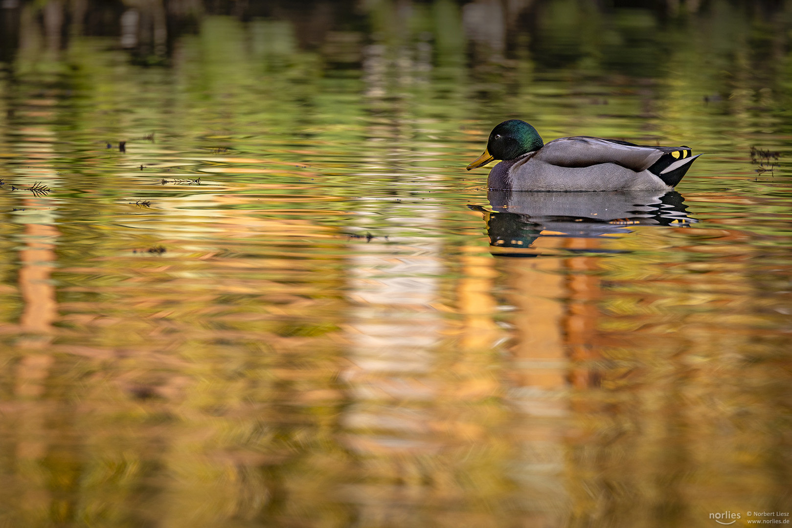 Erpel auf dem See