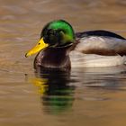 Erpel auf dem Wasser