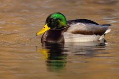 Erpel auf dem Wasser