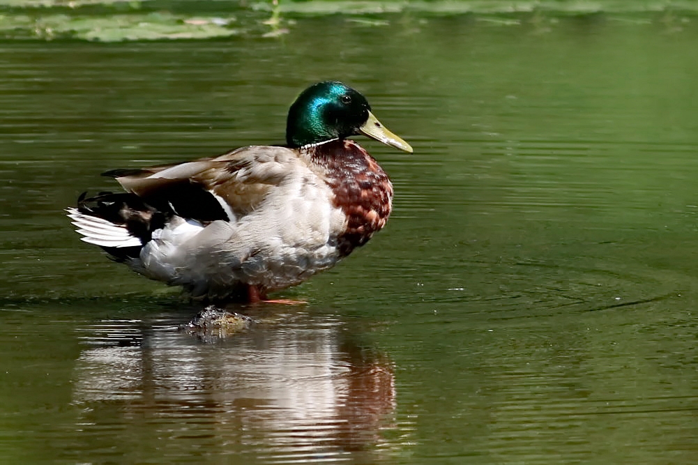 Erpel auf dem Wasser