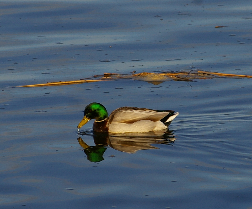 Erpel auf der Elbe