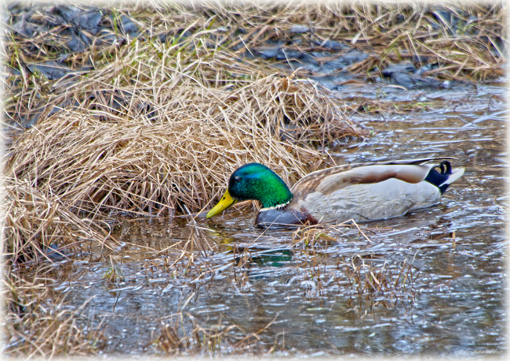 Erpel auf Schmelzwassertümpel