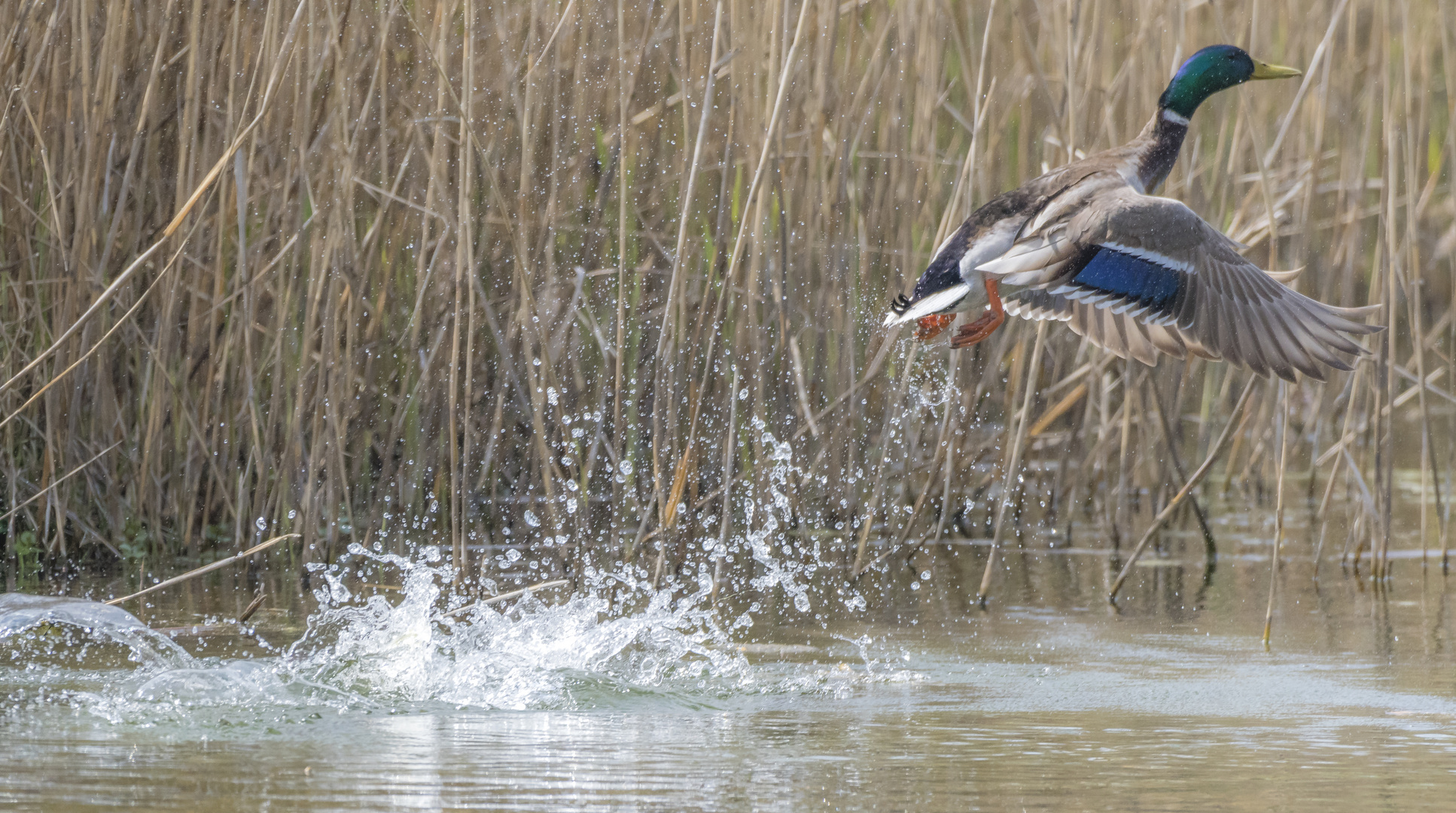 Erpel beim Abflug