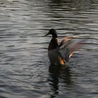 Erpel beim Flügelschlag