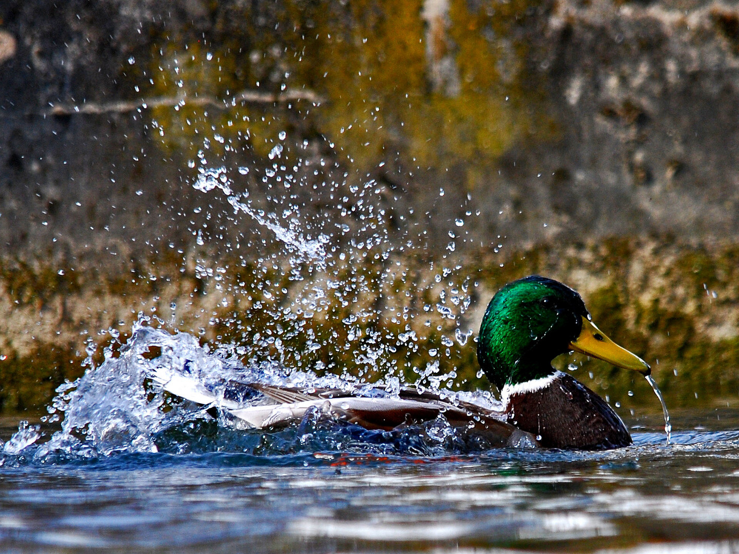 Erpel beim Sonntagsbad