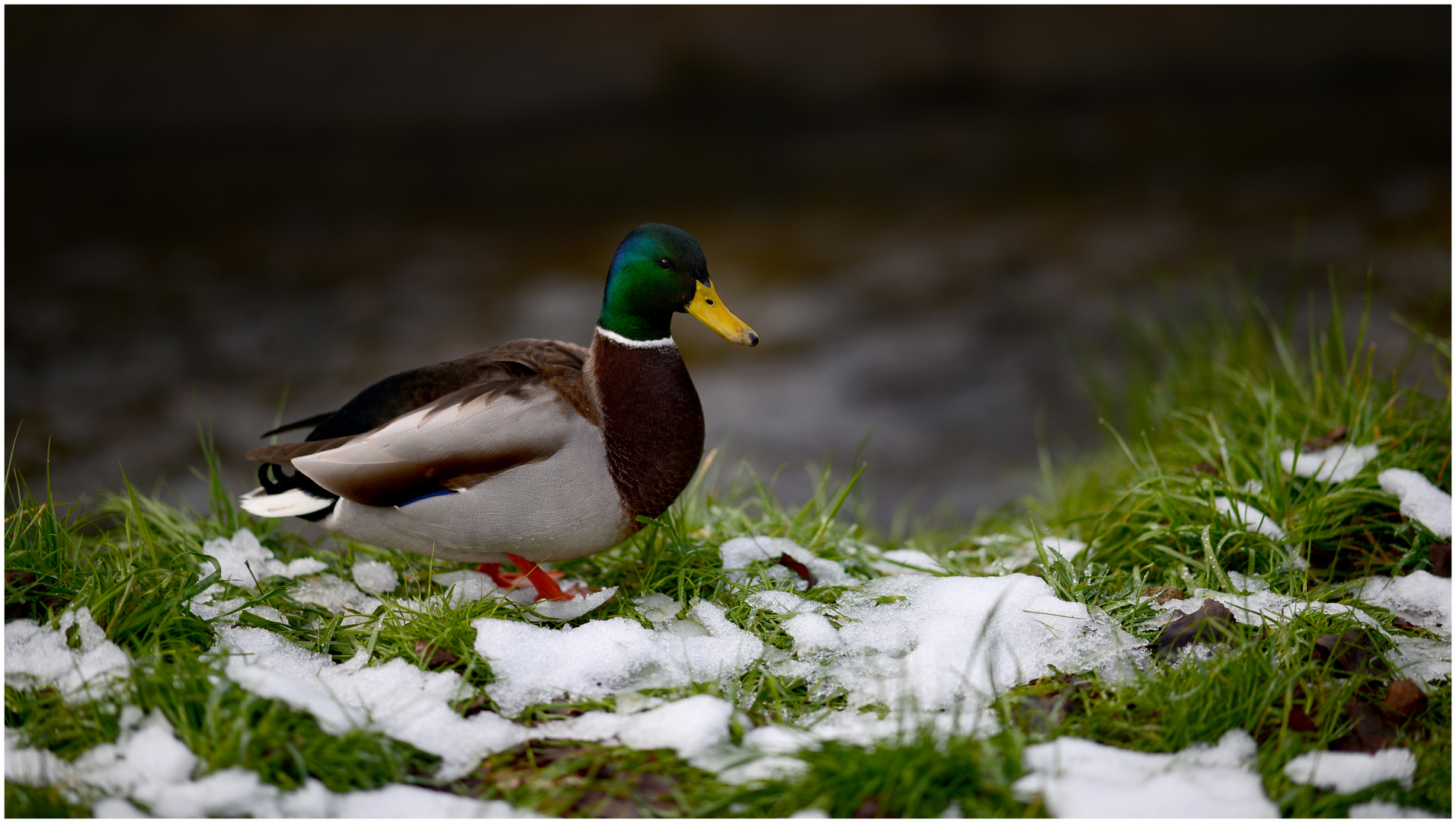 Erpel der Stockente