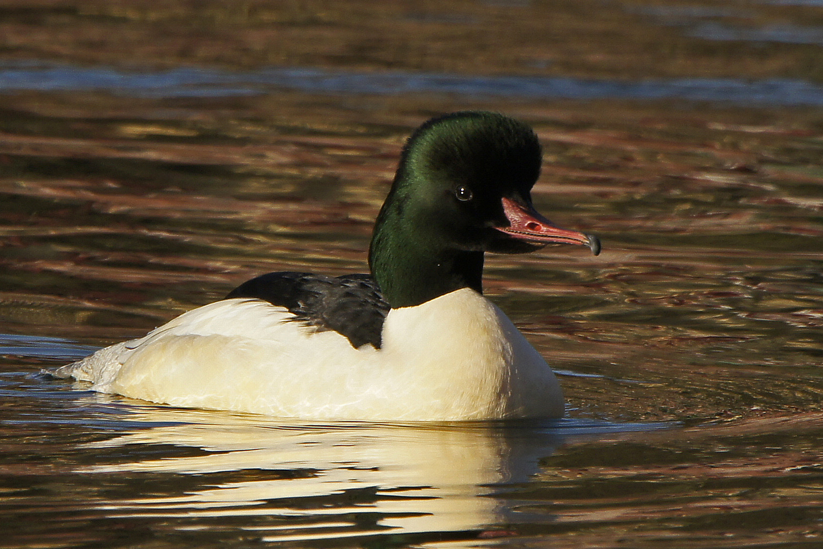 Erpel des Gänsesägers (Mergus merganser)