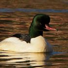 Erpel des Gänsesägers (Mergus merganser)