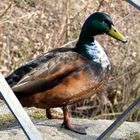 Erpel hinter Gittern