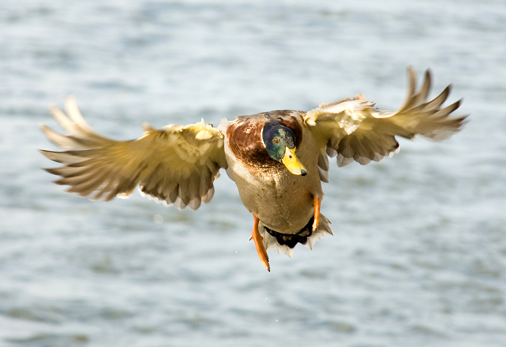 Erpel im Anflug