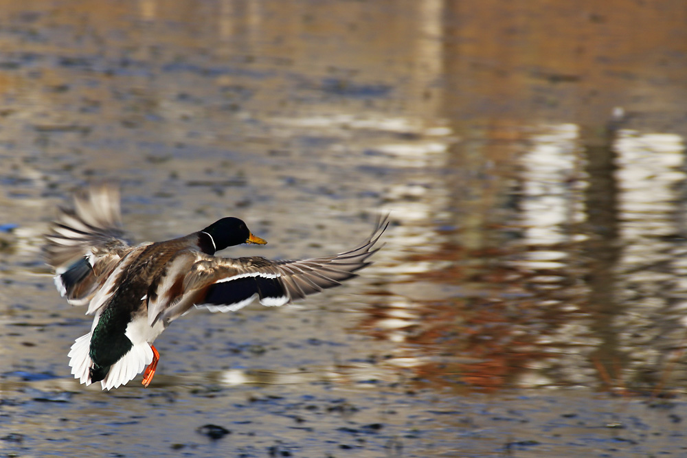 Erpel im Anflug auf die Wasseroberfläche