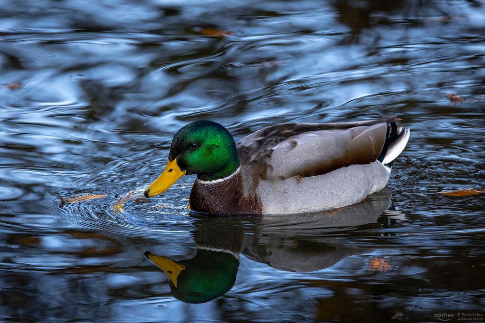 Erpel im blauen Wasser