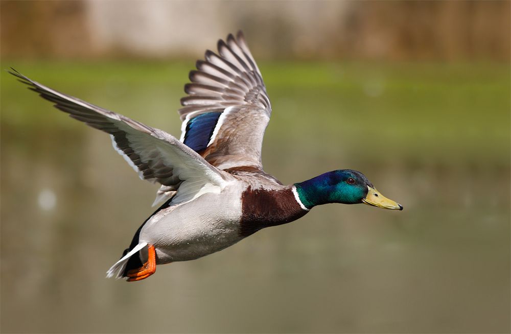 Erpel im Flug