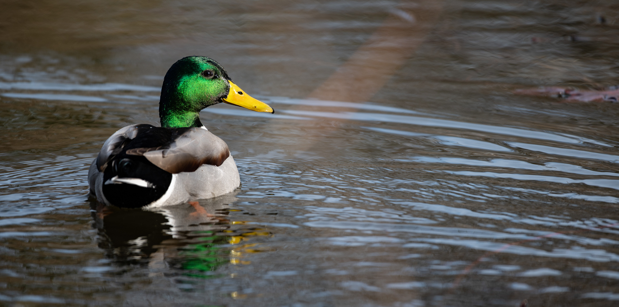 Erpel im Fürther Stadtpark