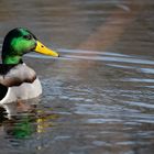 Erpel im Fürther Stadtpark