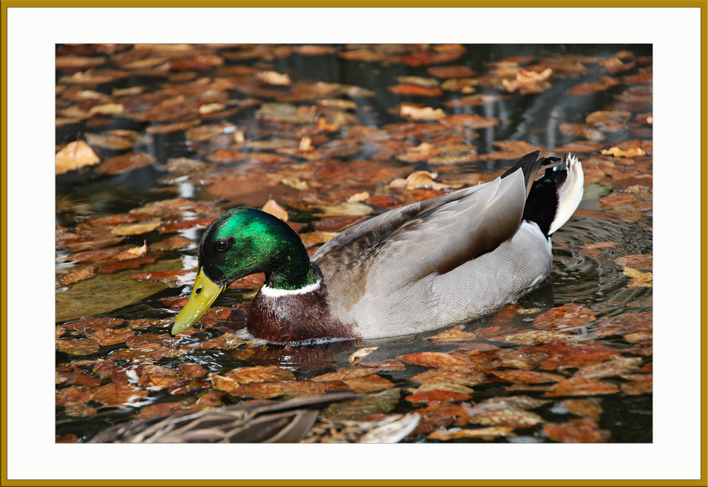 Erpel im Gartenteich Foto & Bild tiere, wildlife, wild lebende vögel