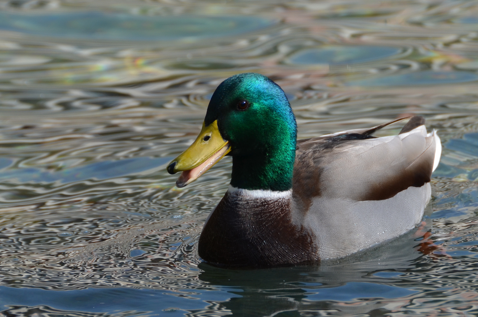 Erpel im gleichen Teich